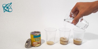 Ciensación experimento manos en la masa: El banquete de la levadura ( biología, microorganismo, levadura, hongos, vida, metabolismo)