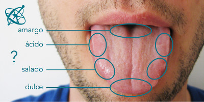 Ciensación experimento manos en la masa: El mito del mapa de la lengua ( biología, sentidos, gusto, lengua, pensamiento crítico)